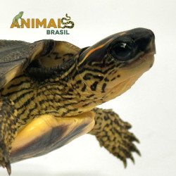 img_690eac15db112.jpg