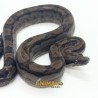 img_690ead06b5bb3.jpg